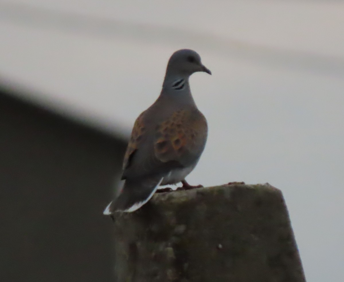 European Turtle-Dove - Doug Kibbe