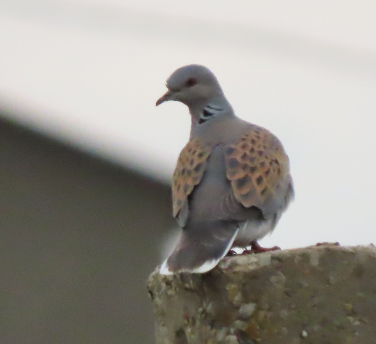 European Turtle-Dove - Doug Kibbe