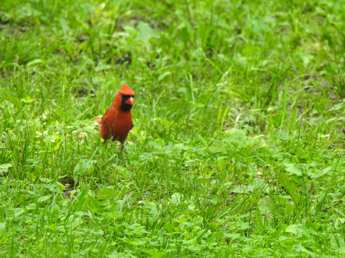 Cardinal rouge - ML619571854