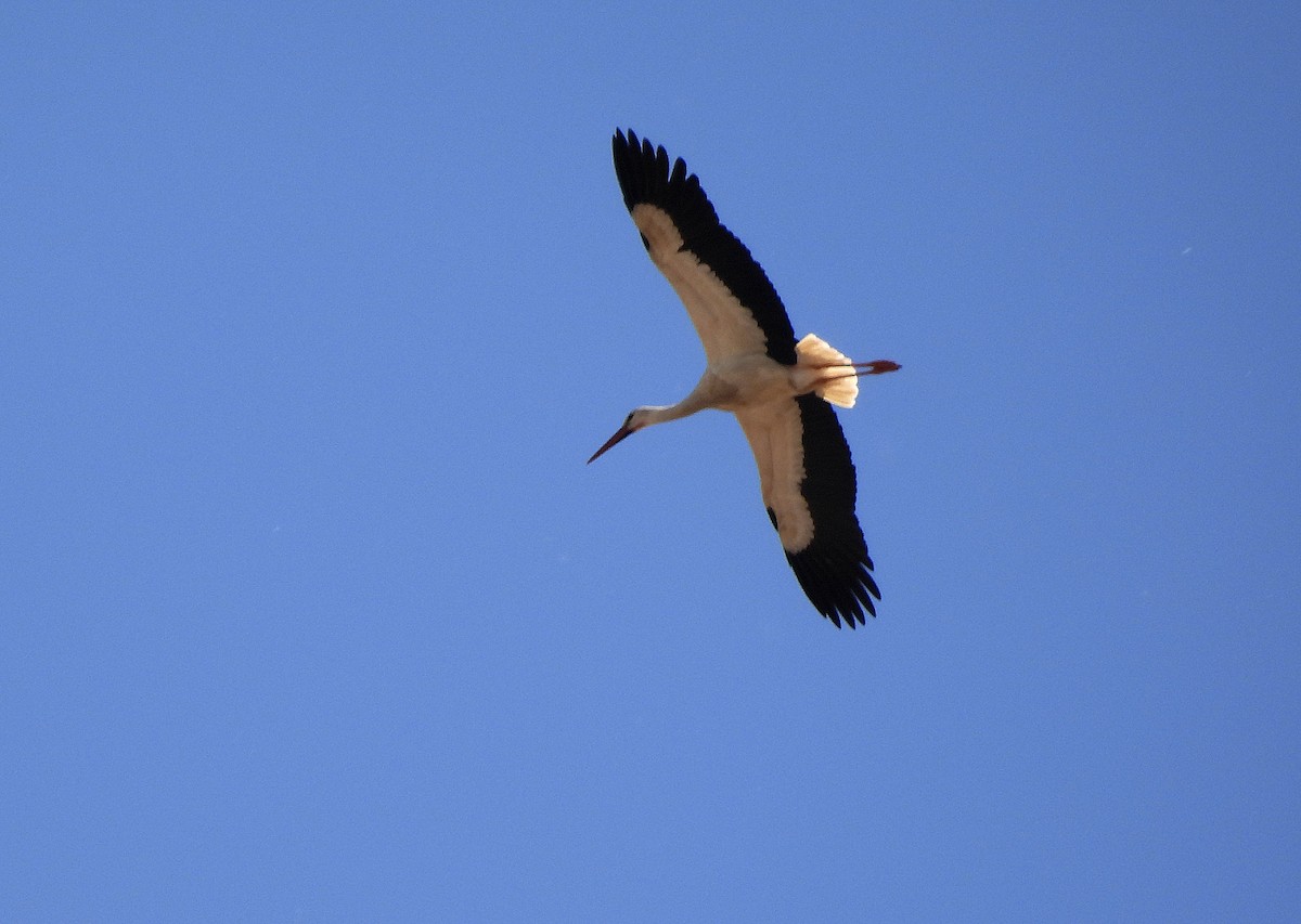 White Stork - Alfonso Rodrigo