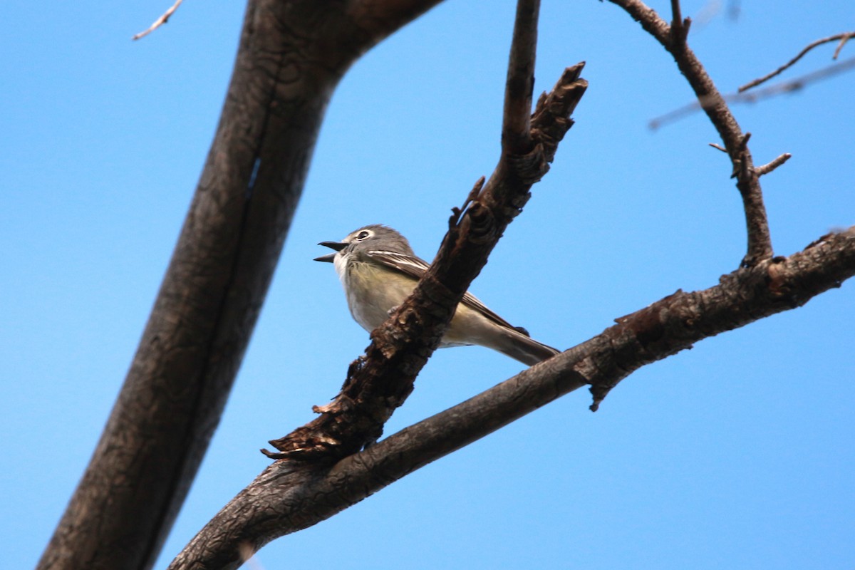 Plumbeous Vireo - Jesse Pline