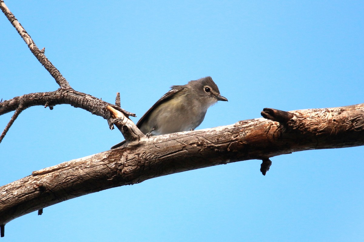 Plumbeous Vireo - Jesse Pline