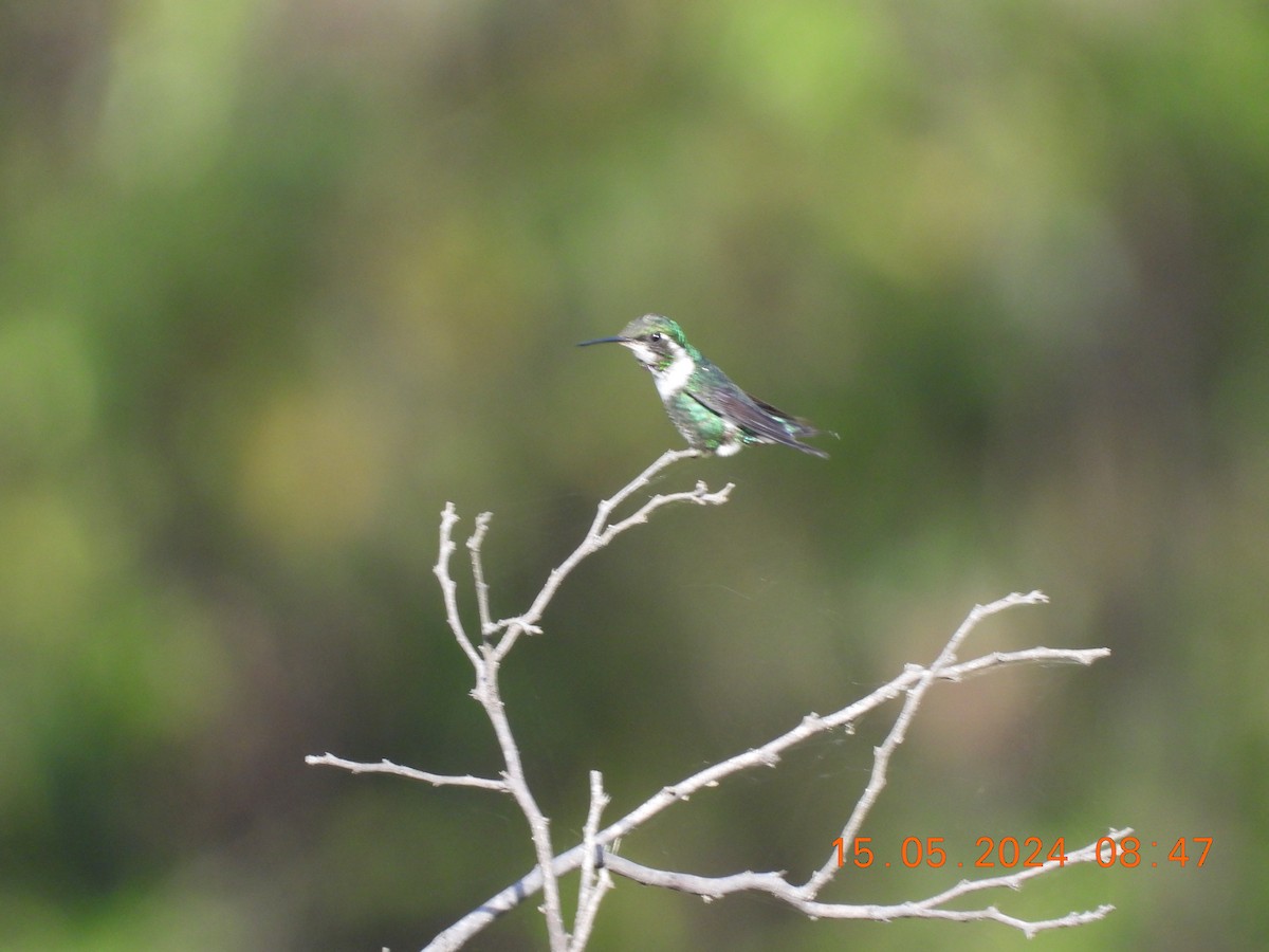 White-bellied Woodstar - Andy Ruiz Peña