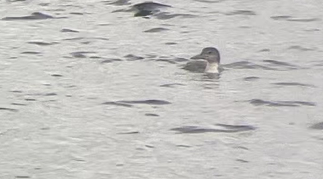 Common Loon - Lyla Arum