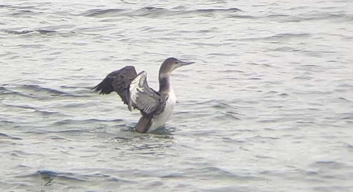 Common Loon - Lyla Arum