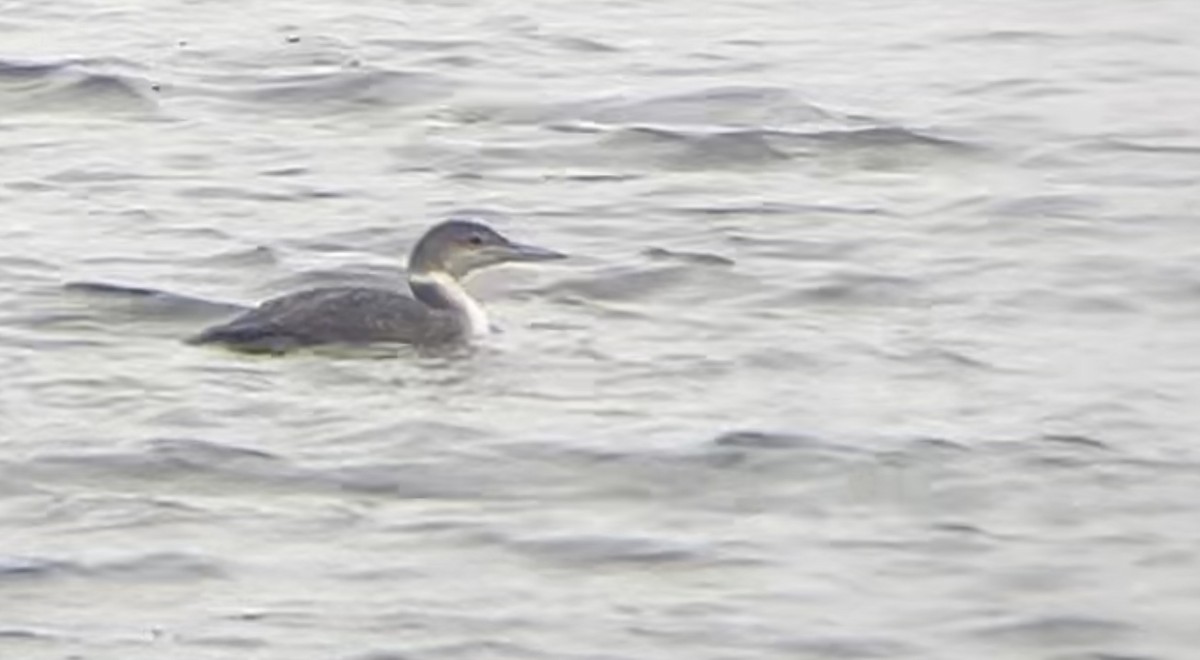 Common Loon - Lyla Arum