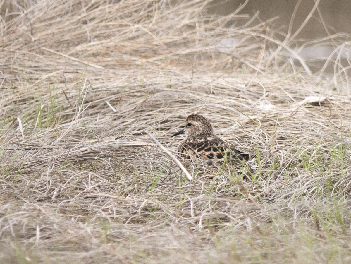 Least Sandpiper - ML619571871