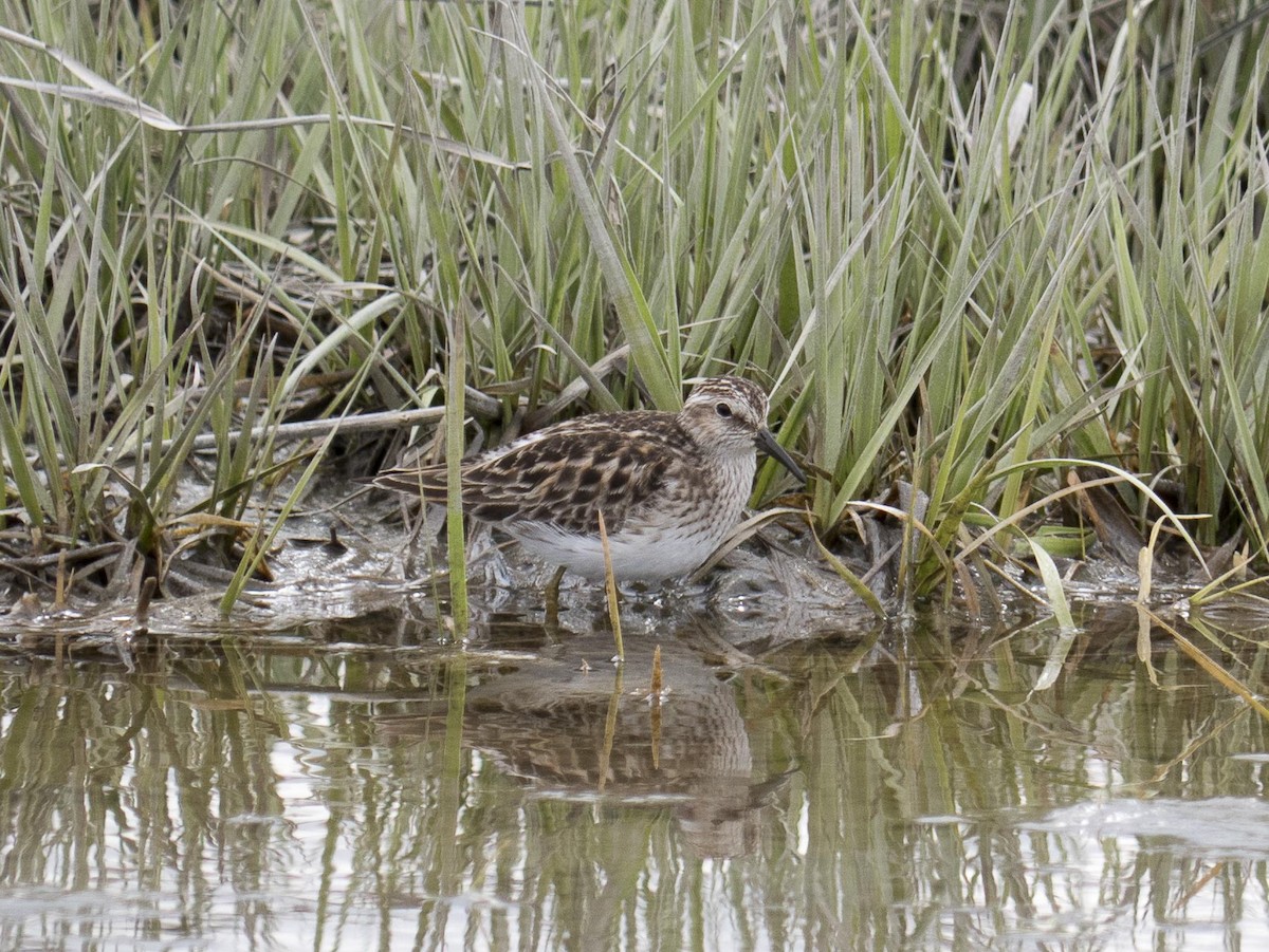 Least Sandpiper - ML619571872