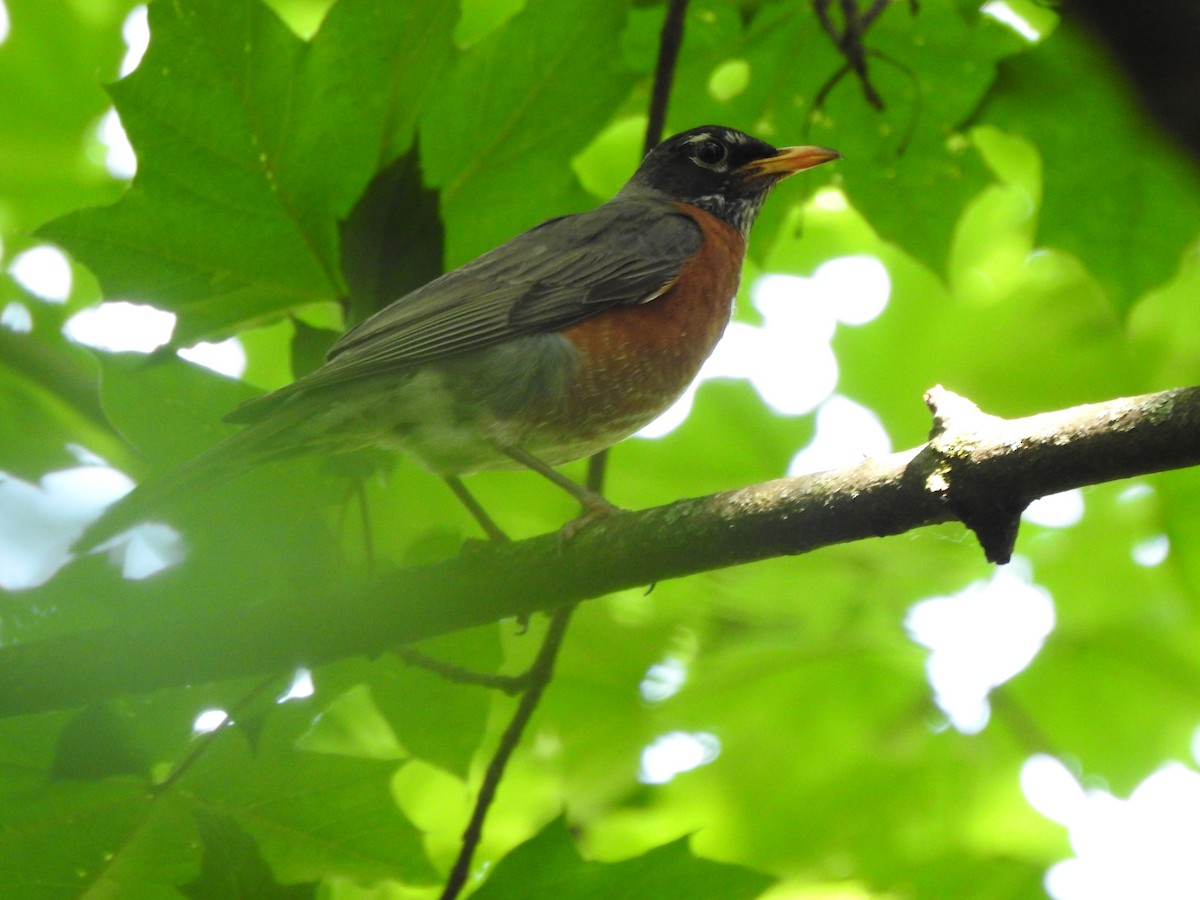 American Robin - ML619571878