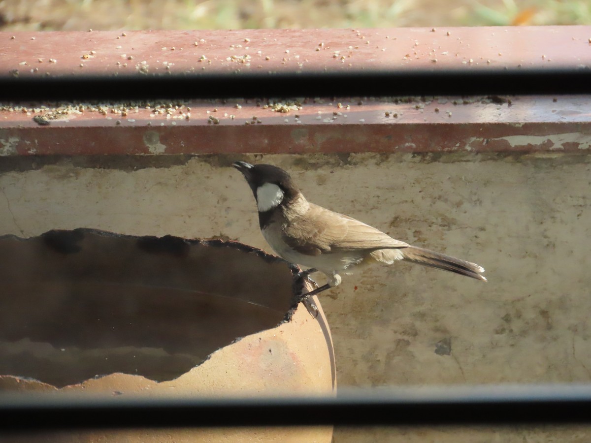 White-eared Bulbul - ML619571880