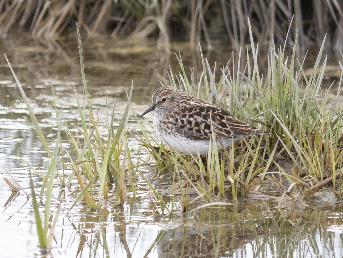 Least Sandpiper - ML619571881