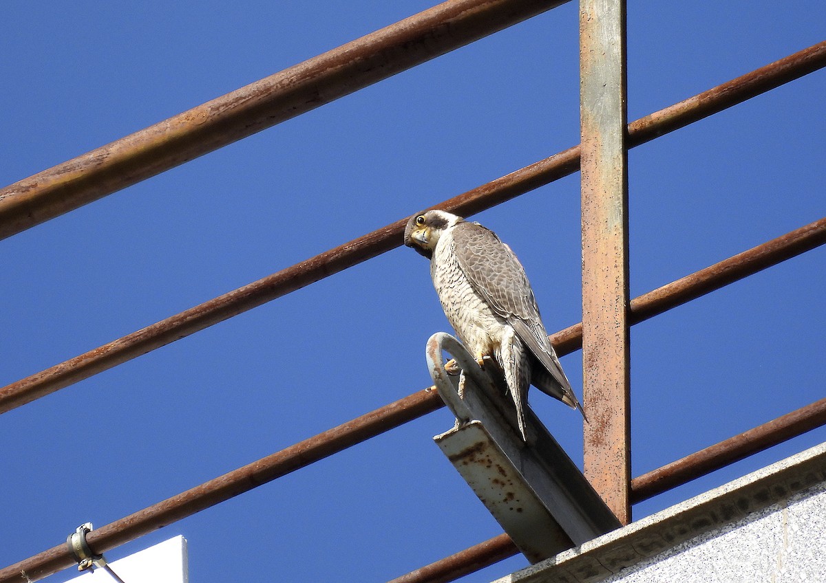 Peregrine Falcon - Alfonso Rodrigo