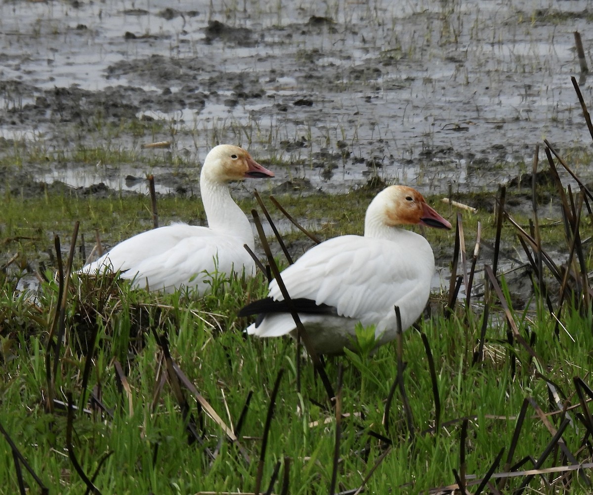 Snow Goose - Claudette Cyr