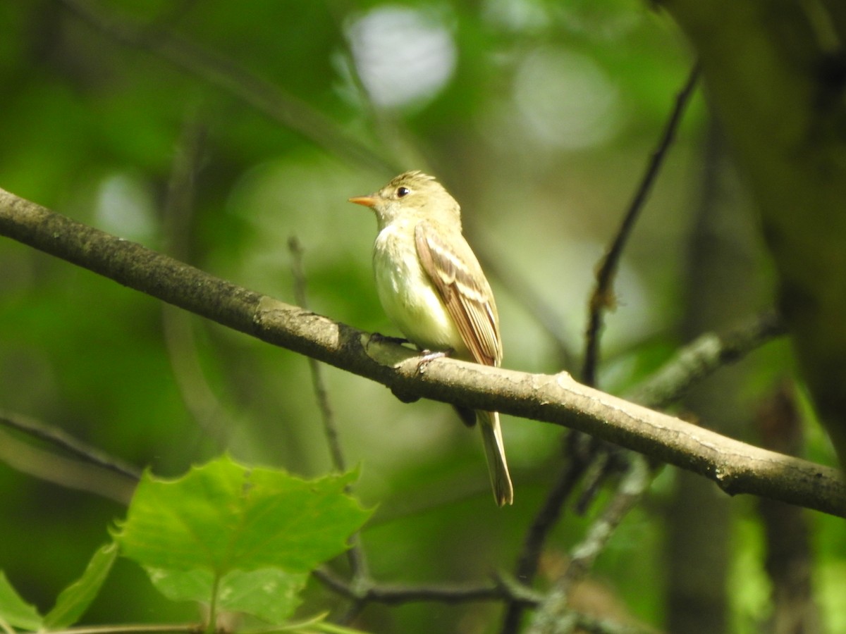 Acadian Flycatcher - ML619571886