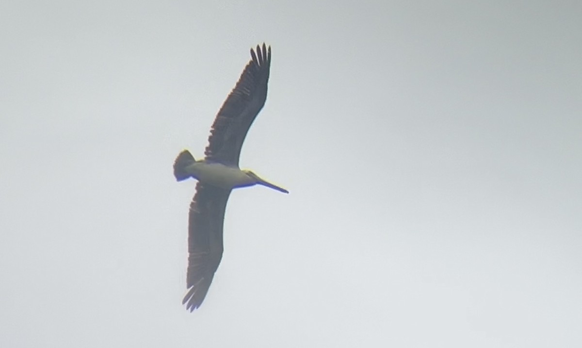 Brown Pelican - ML619571887