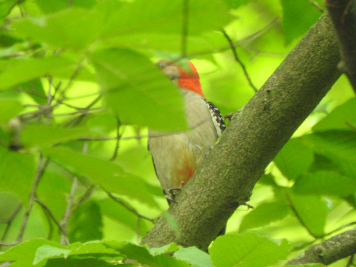 Red-bellied Woodpecker - ML619571889