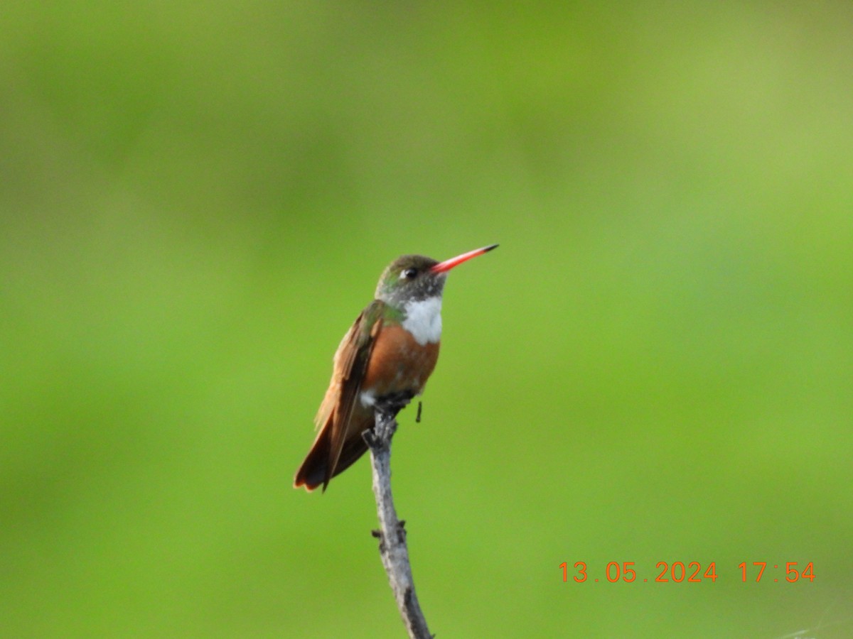Amazilia Hummingbird - ML619571891