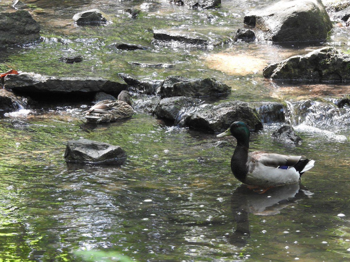 Mallard - Ron Marek