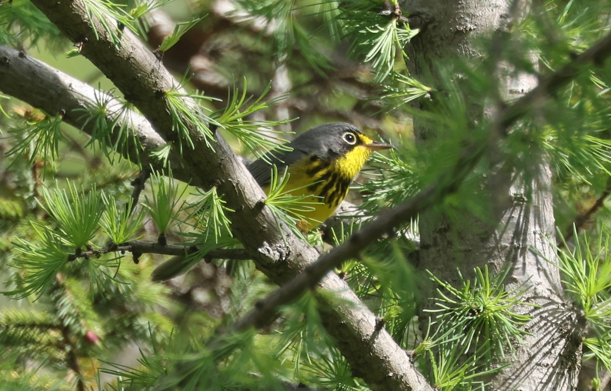 Canada Warbler - Claire Dumont