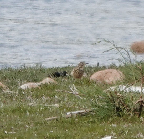 American Pipit - ML619571899