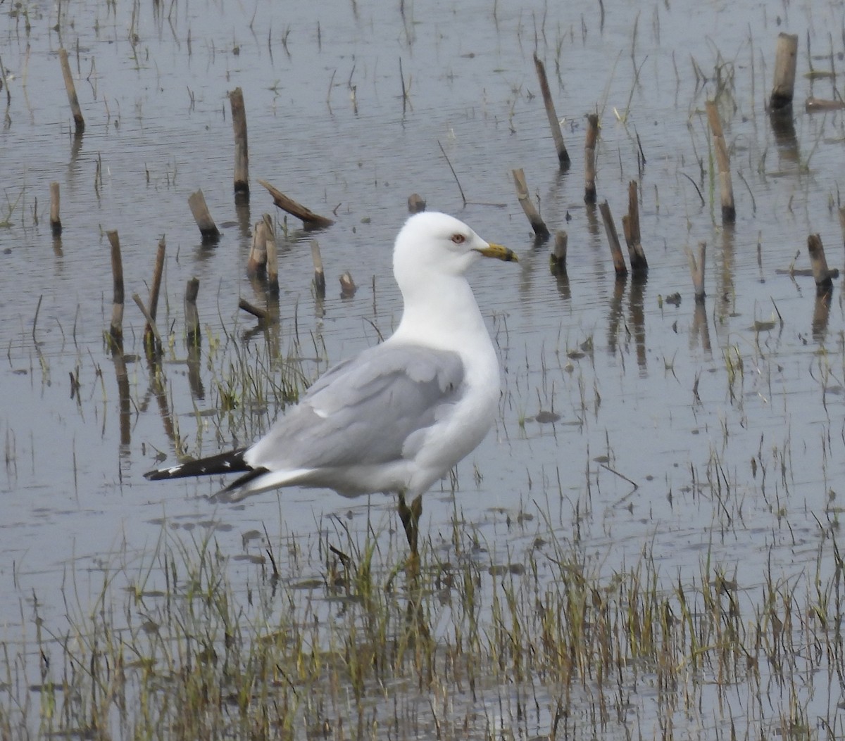 Ring-billed Gull - Claudette Cyr