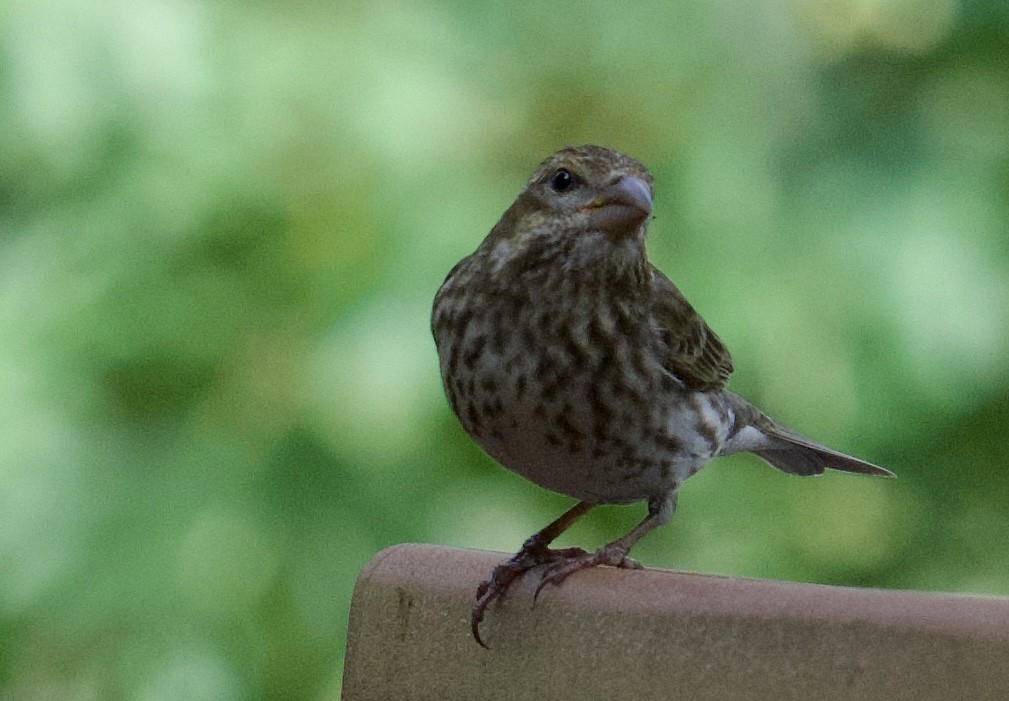 Purple Finch - Tim Johnson