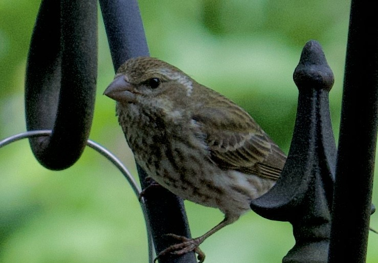 Purple Finch - Tim Johnson