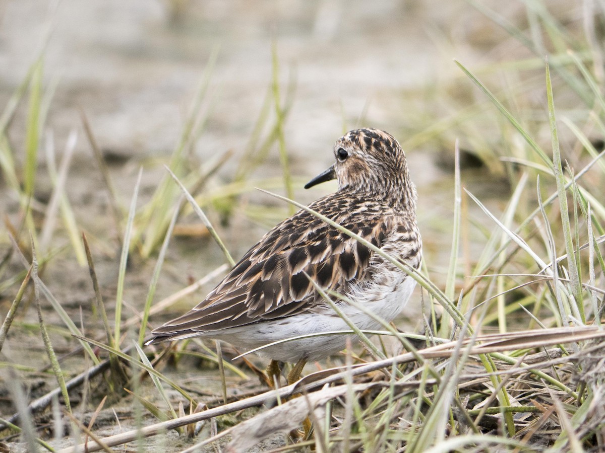 pygmésnipe - ML619571907