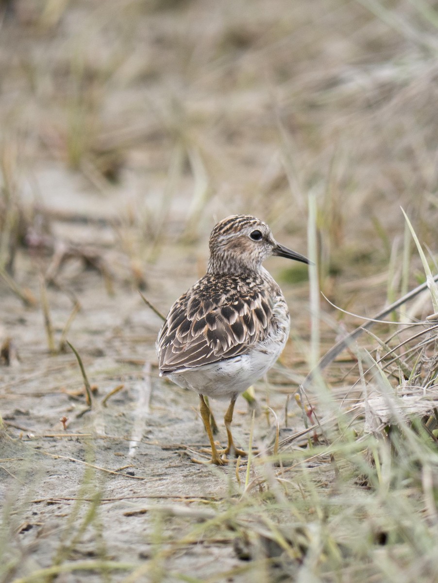 Least Sandpiper - Livia .