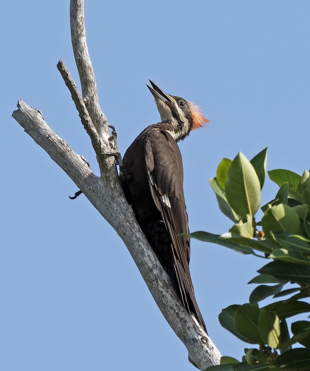Pileated Woodpecker - Scott Berglund