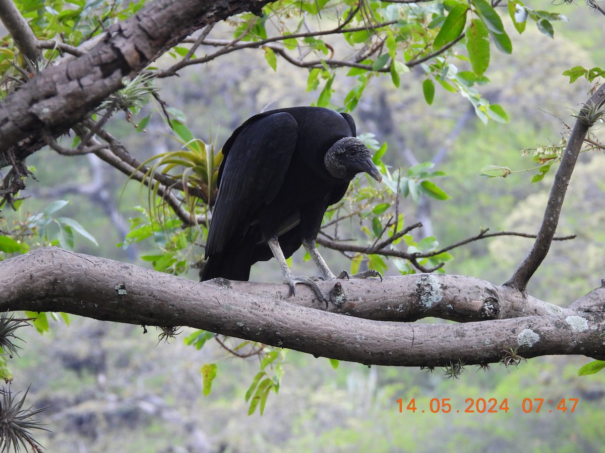 Black Vulture - Andy Ruiz Peña