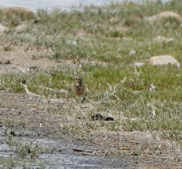 American Pipit - Patricia Cullen