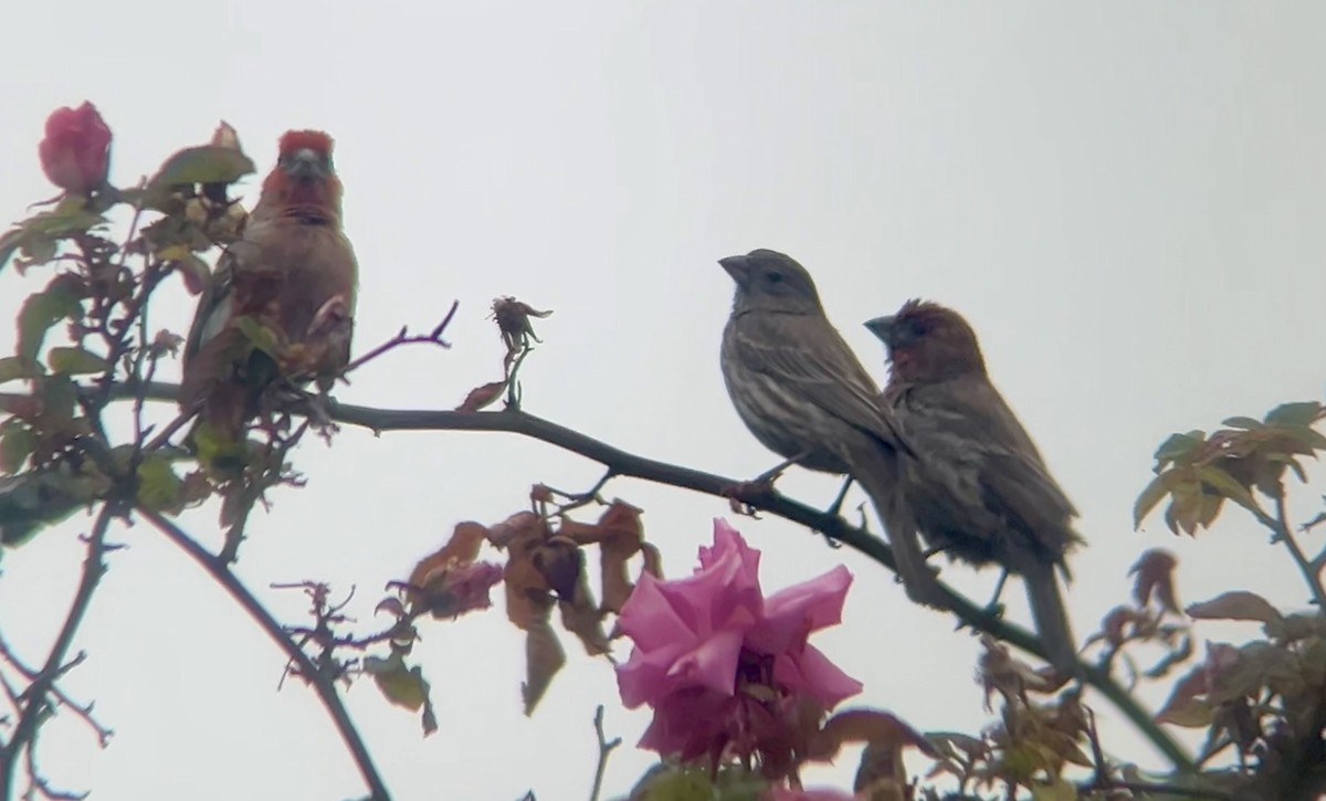 House Finch - ML619571919