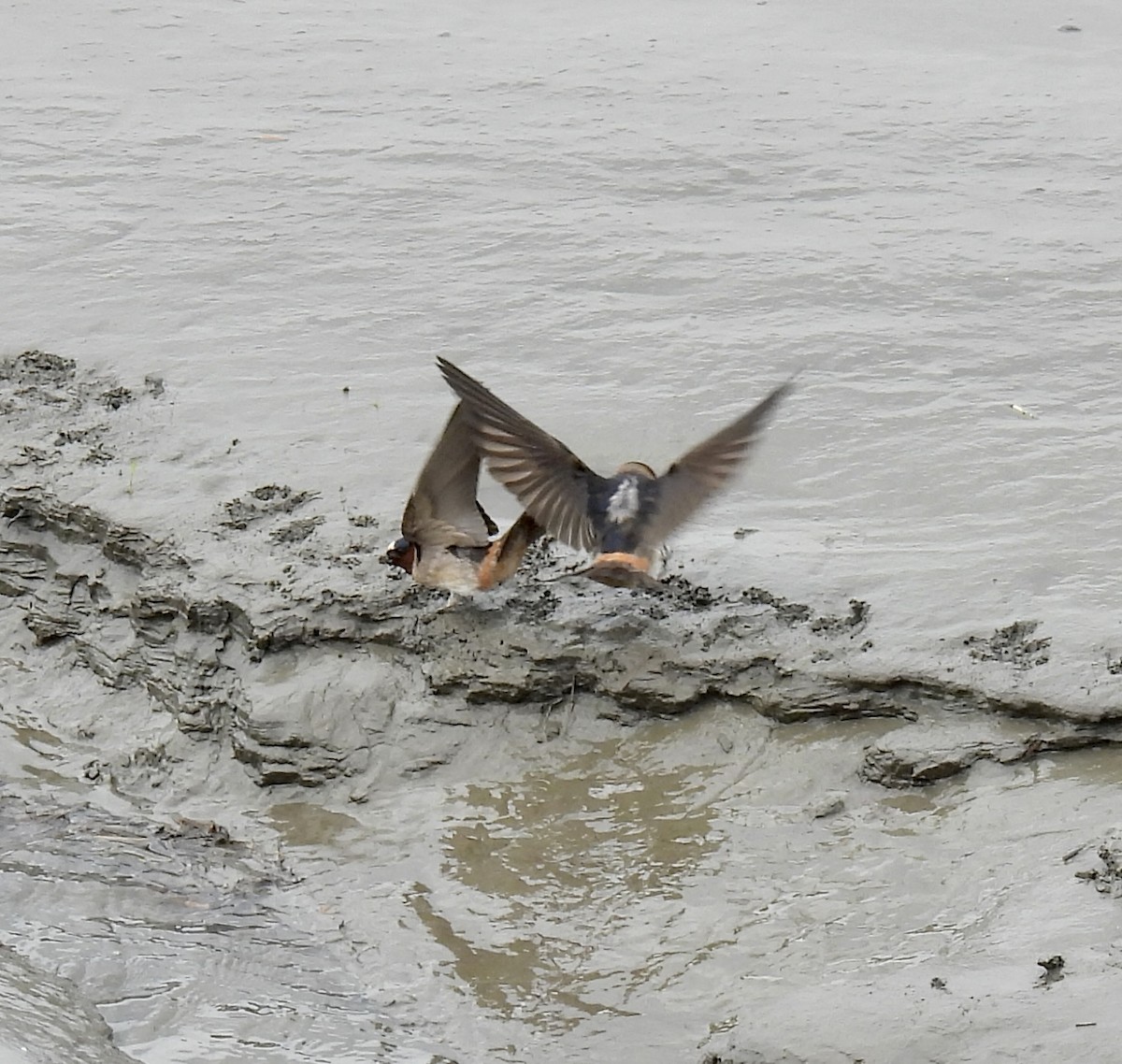 Cliff Swallow - Claudette Cyr