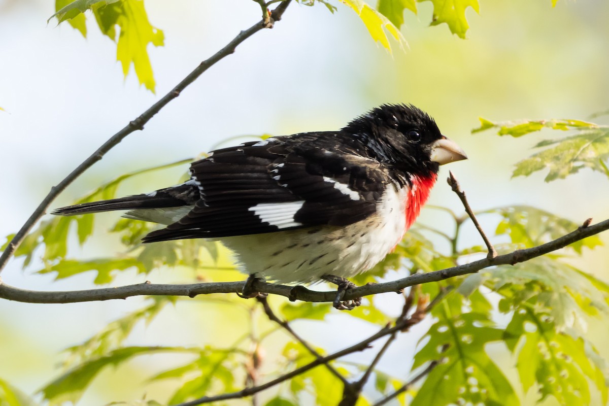 Rose-breasted Grosbeak - Kees de Mooy