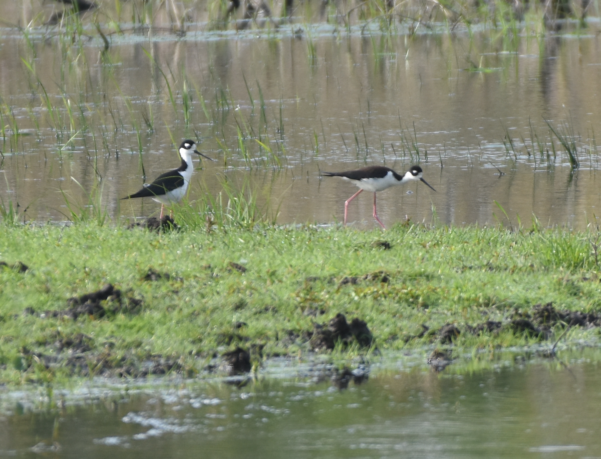 Black-necked Stilt - ML619571927