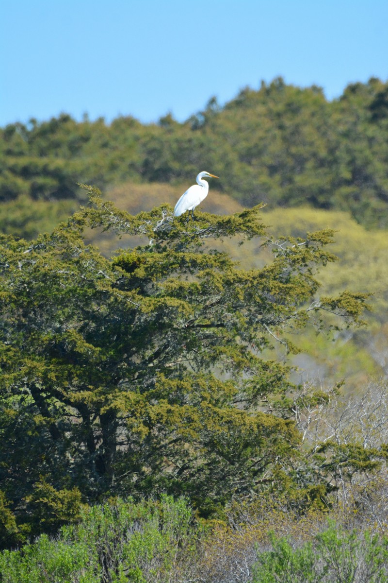 Great Egret - Janette Vohs