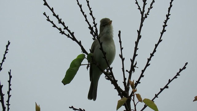 Eastern Olivaceous Warbler - ML619571929