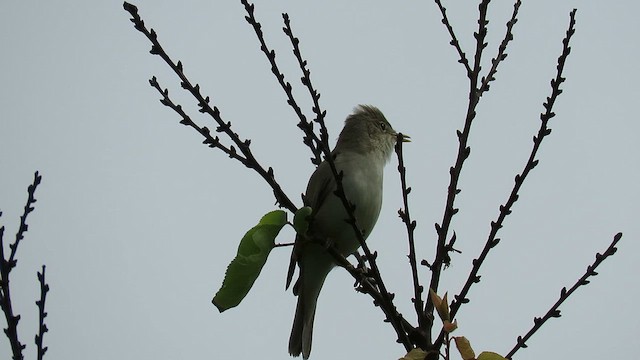 Eastern Olivaceous Warbler - ML619571930