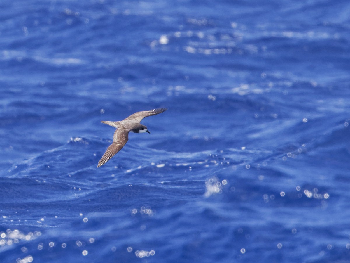 Collared Petrel - Angus Wilson