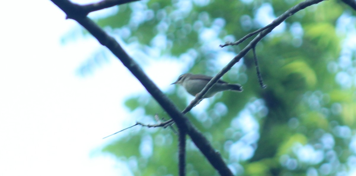 Swainson's Warbler - ML619571958