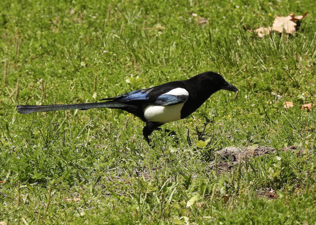 Eurasian Magpie - Alfonso Rodrigo