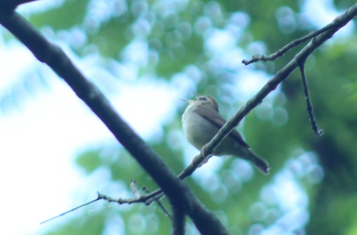 Swainson's Warbler - ML619571967