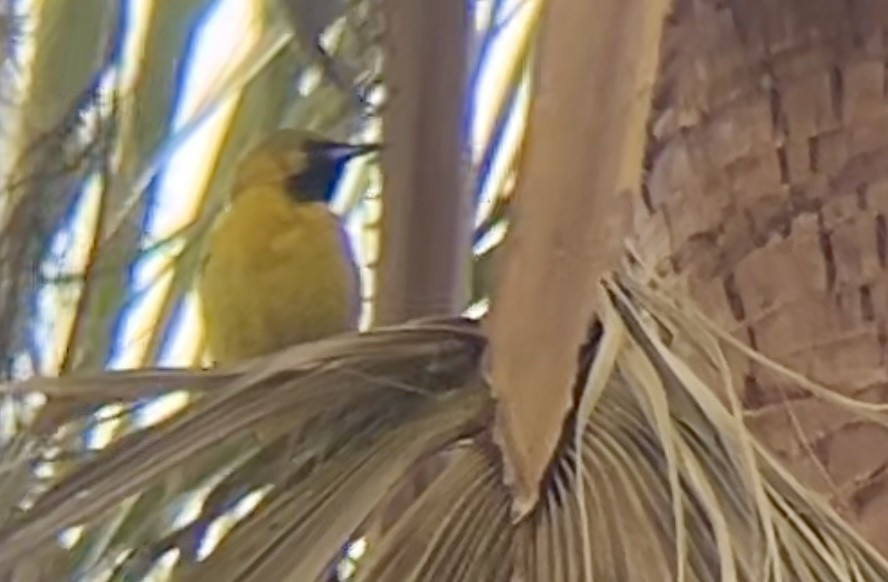 Hooded Oriole - Lyla Arum