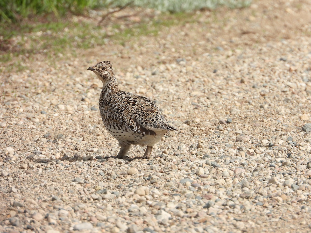 Sharp-tailed Grouse - Lori Shuler