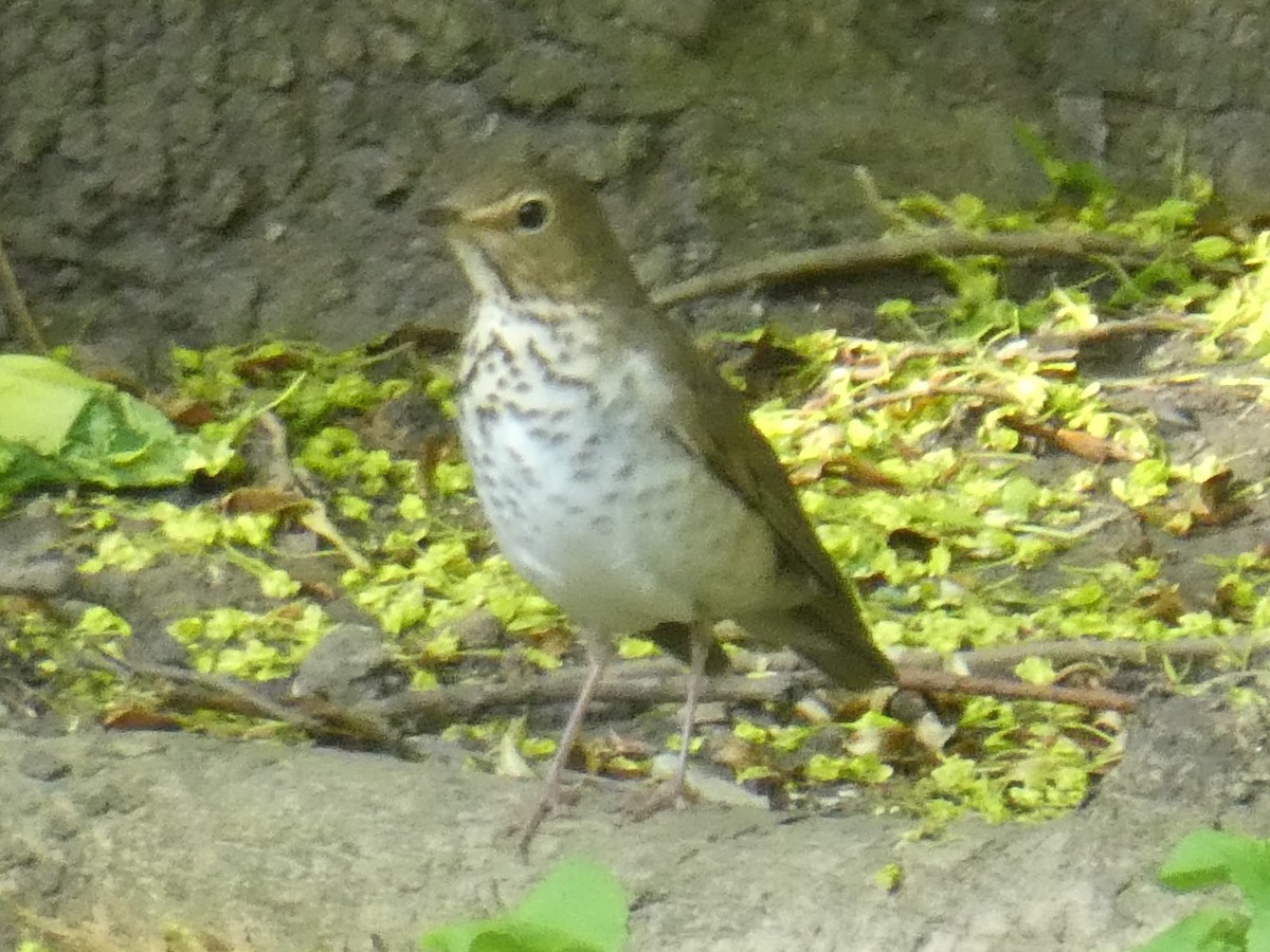 Swainson's Thrush - ML619571983