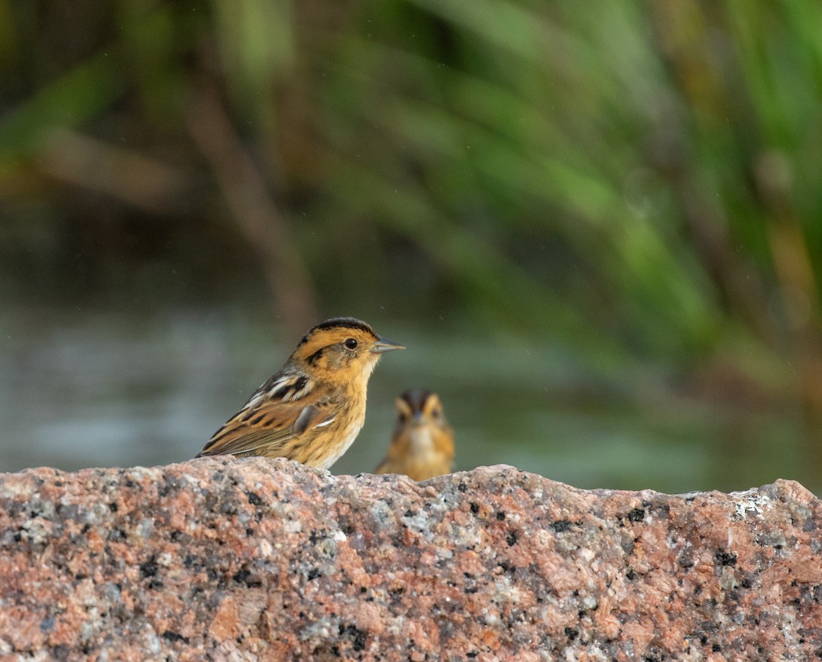 Nelson's Sparrow - William Price