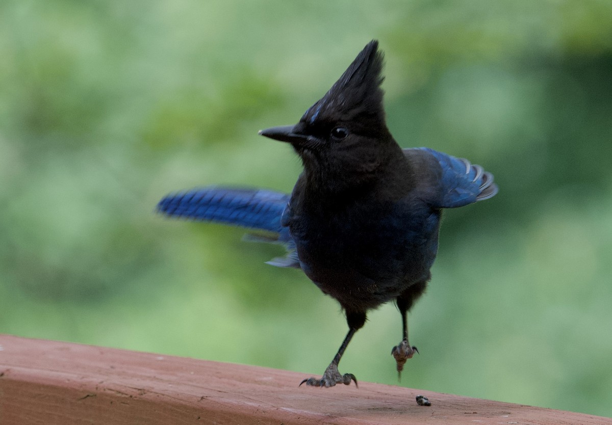 Steller's Jay (Coastal) - Tim Johnson