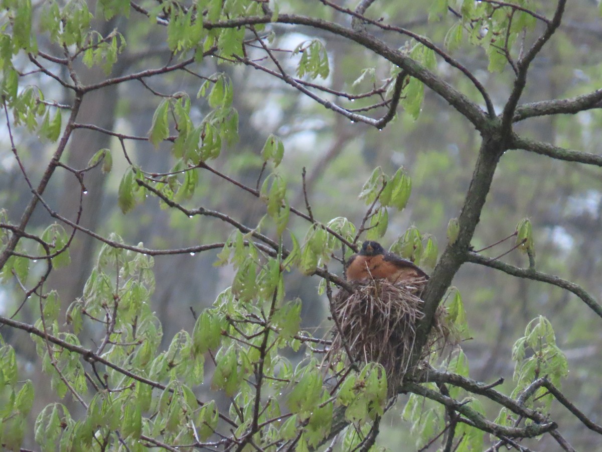 American Robin - Alfred Scott