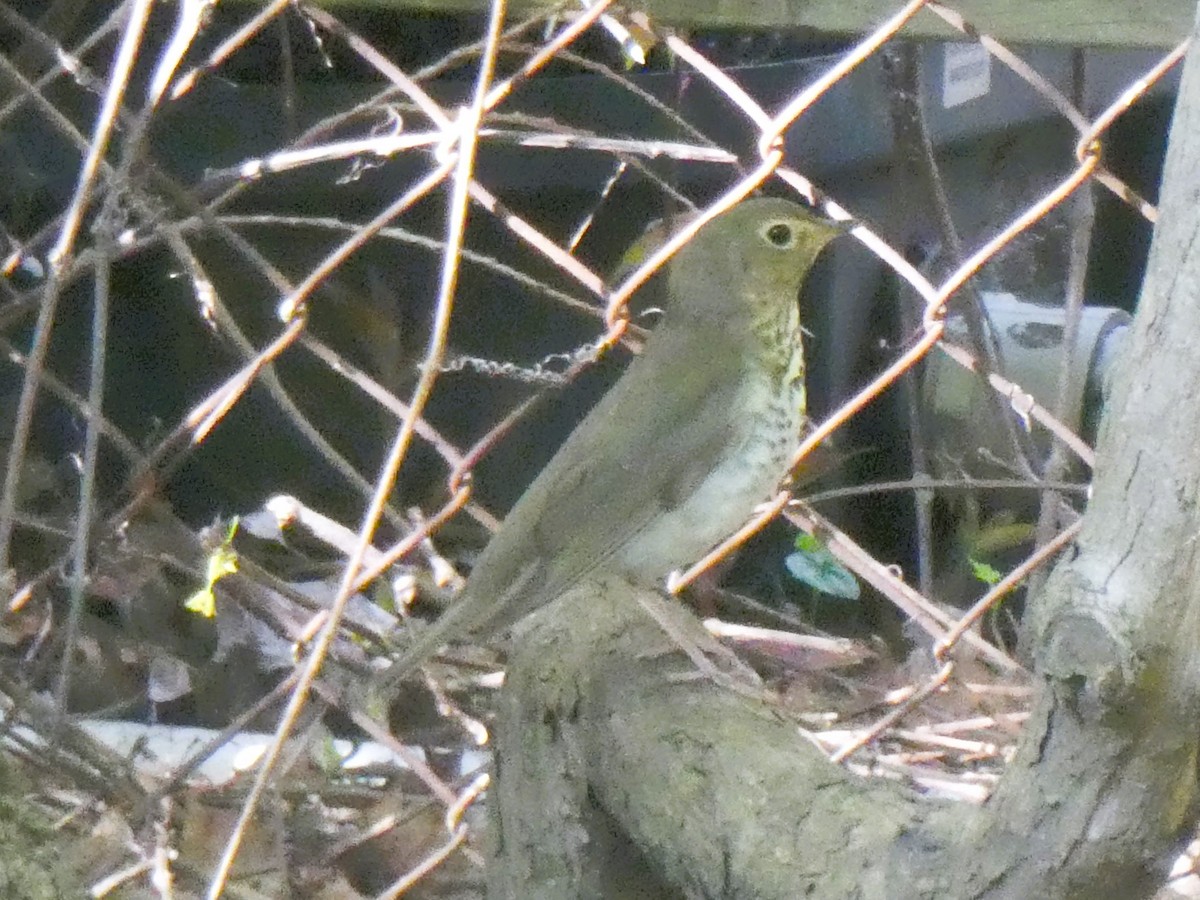 Swainson's Thrush - ML619572005